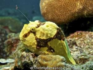 bruce bowkers resident frog fish...winter of2021 by Christopher Lynch 